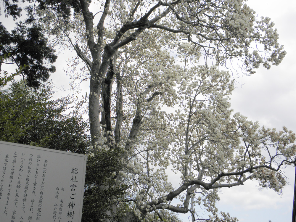 陸奥総社宮の白木蓮（ハクモクレン）