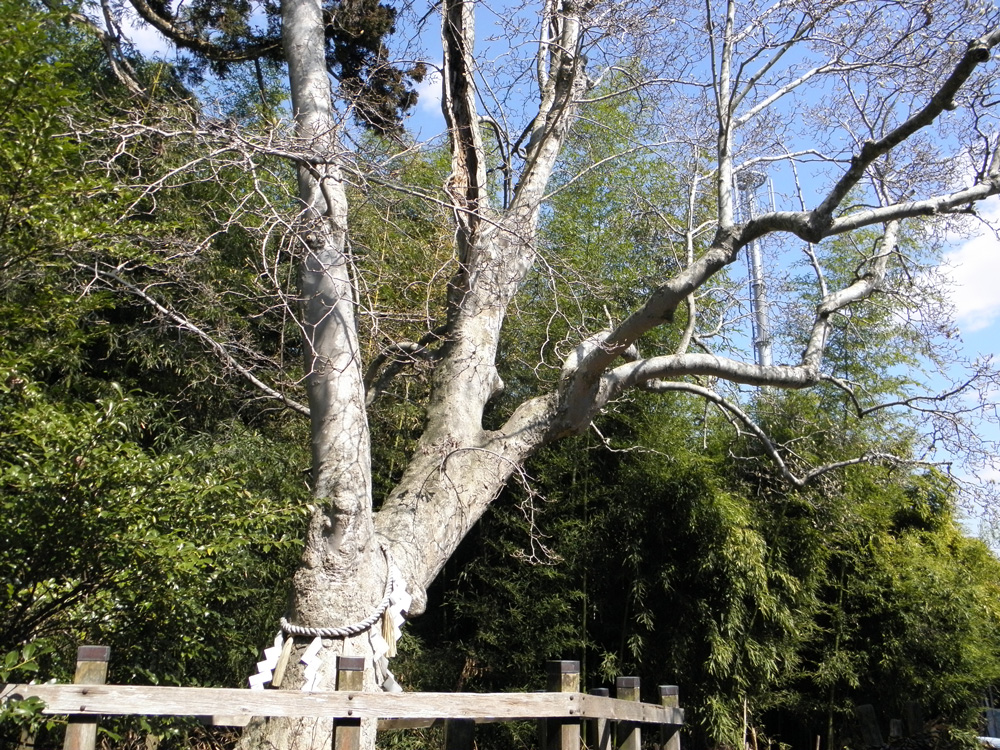 陸奥総社宮の白木蓮（ハクモクレン）