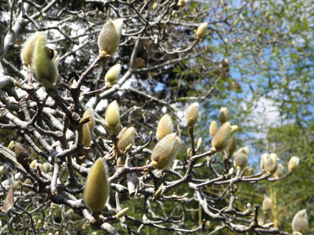 陸奥総社宮の白木蓮（ハクモクレン）