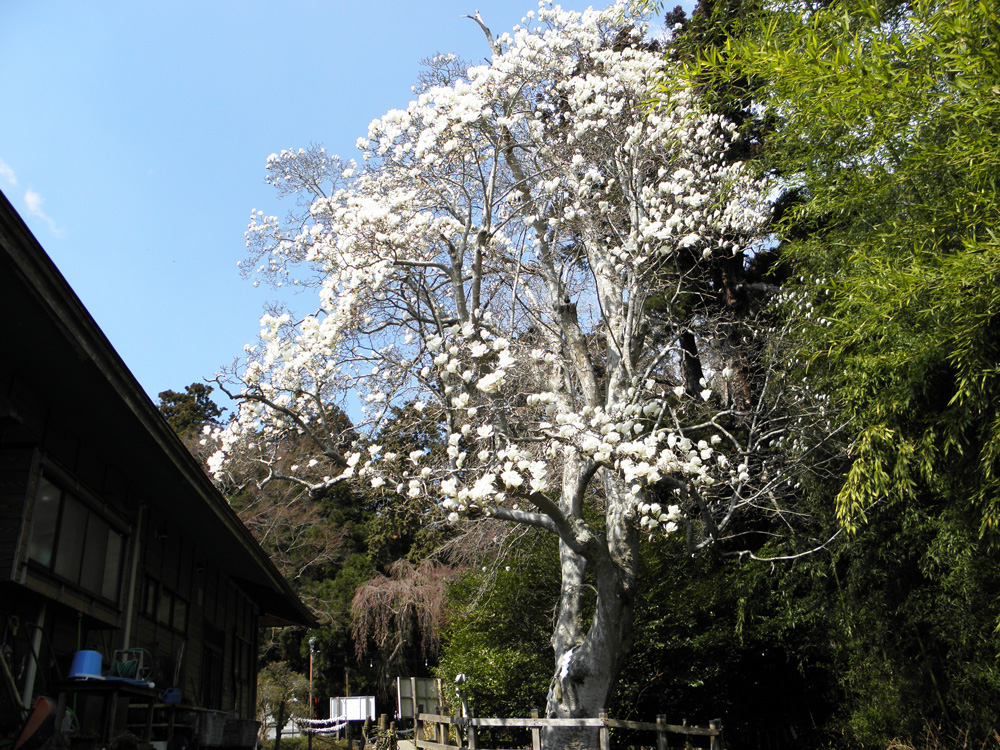 陸奥総社宮の白木蓮（ハクモクレン）